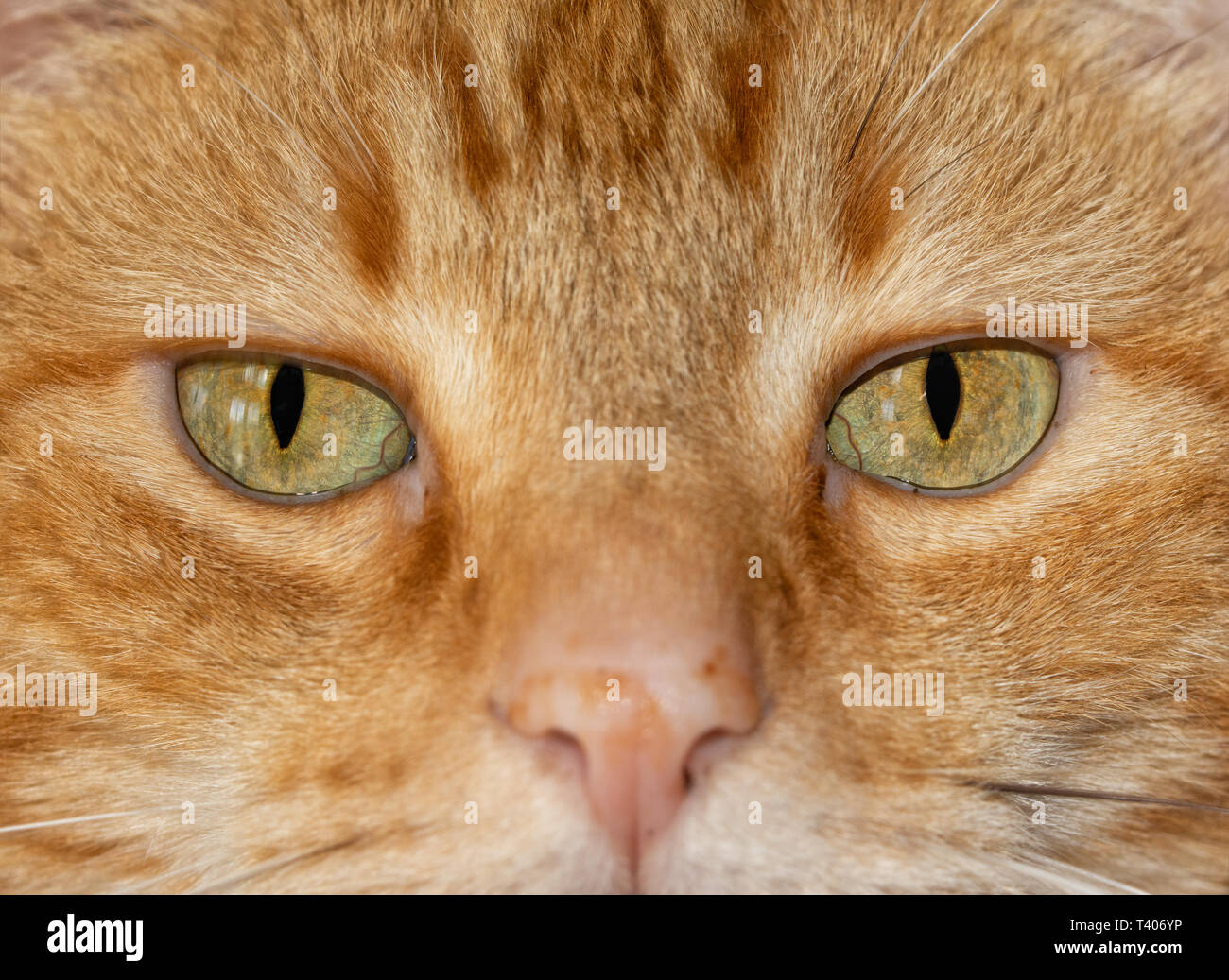 Close-up image of a ginger tabby cat's eyes, with an serious stare at the viewer Stock Photo