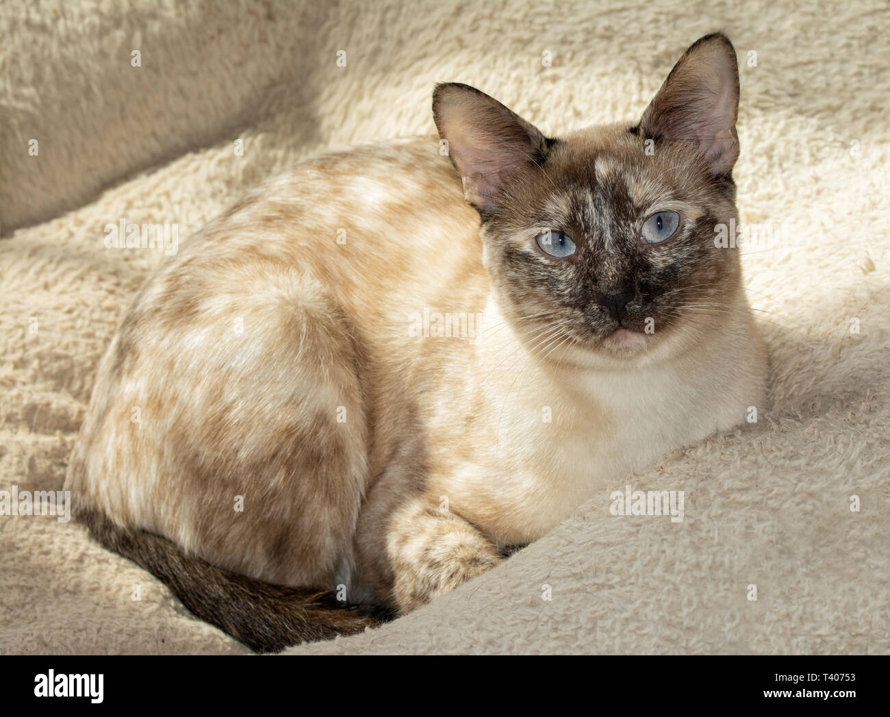 Beautiful tortie point Siamese cat enjoying a warm bed in sunlight coming through a window Stock Photo