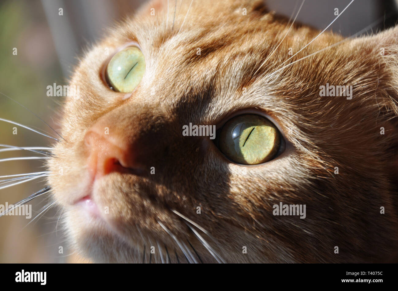 Closeup of a ginger cat's face, with sun casting dramatic light from a window next to him Stock Photo