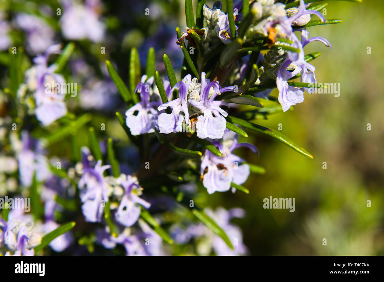 Close up of blooming rosemary bush (Rosmarinus officinalis) in spring