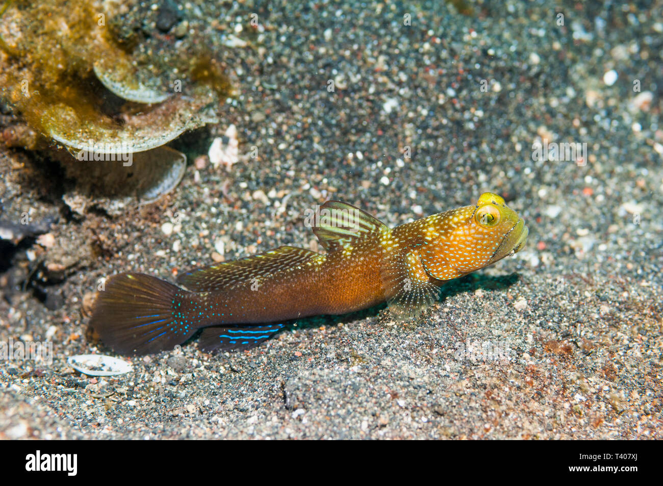Banded shrimpgoby [Cryptocentrus cinctus].  Lembeh Strait, North Sulawesi, Indonesia.  Indo-West Pacific. Stock Photo