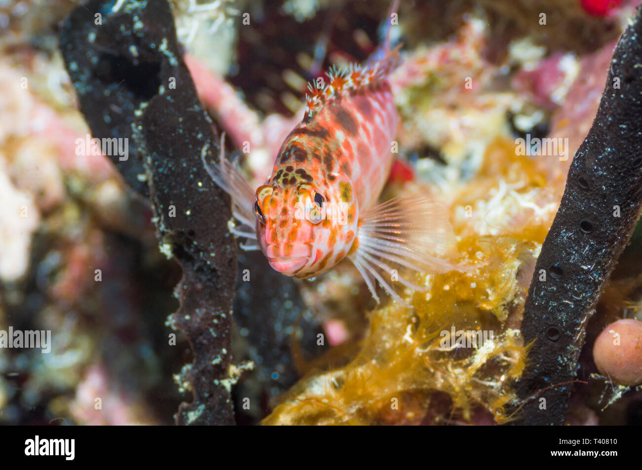 Threadfin time hires stock photography and images Alamy