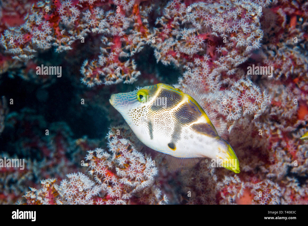 Mimic filefish [Paraluteres prionurus].  Komodo National Park, Indonesia. Stock Photo