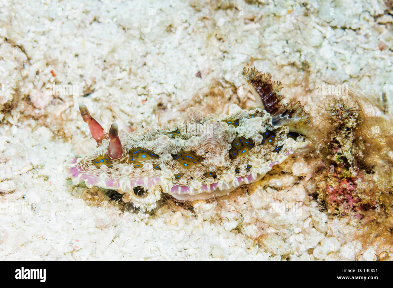Nudibranch - Dendrodoris denisoni.  West Papua, Indonesia.  Indo-West Pacific. Stock Photo