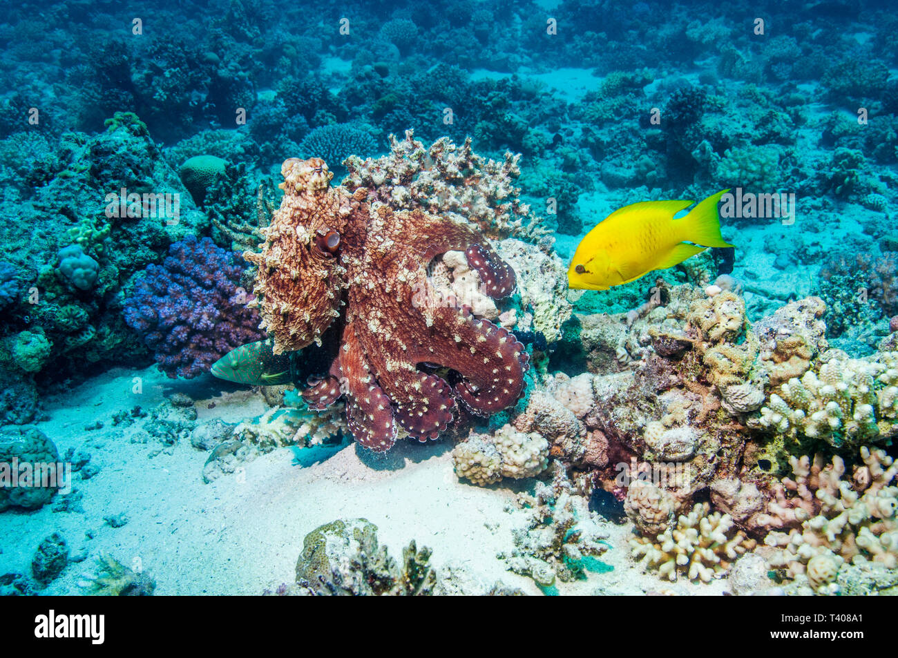 Day octopus [Octopus cyanea] hunting over corals.  Egypt, Red Sea.  Indo-Pacific. Stock Photo