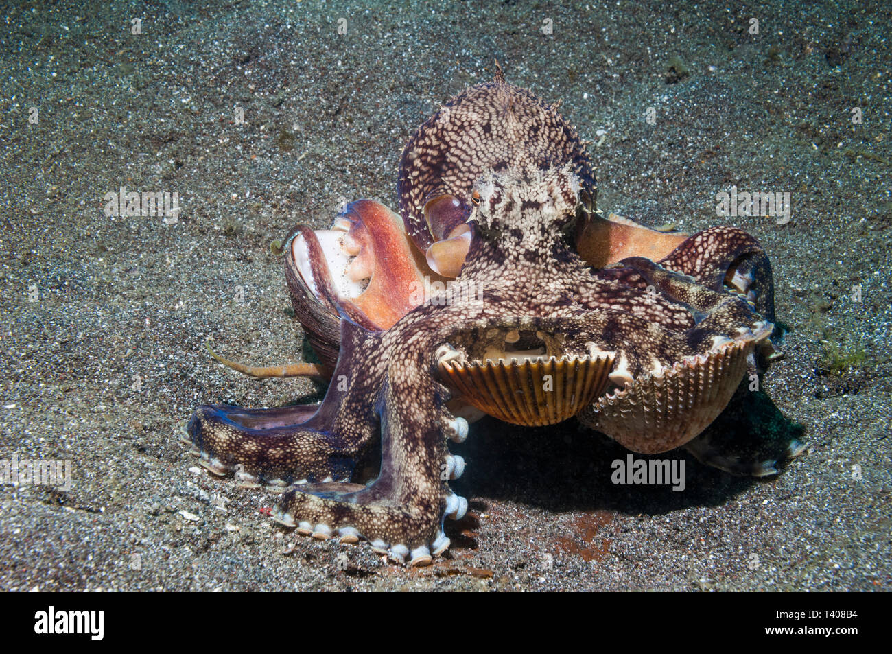 Veined octopus (Amphioctopus marginatus) shelters in shells it has collected.  Lembeh Strait, Sulawesi, Indonesia. Stock Photo