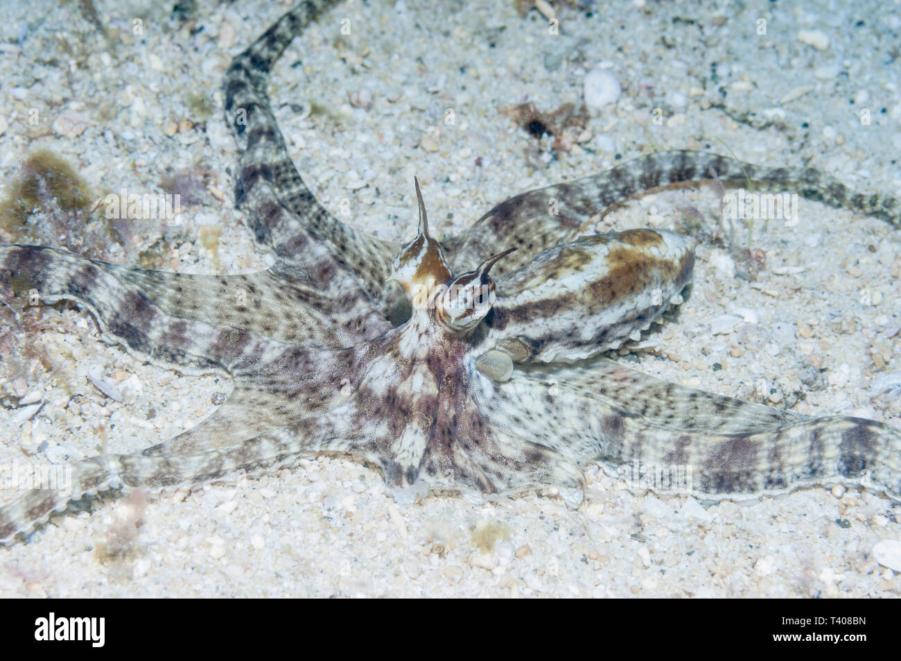 Mimic Octopus [Thaumoctopus mimicua].  Lembeh Strait, North Sulawesi, Indonesia. Stock Photo