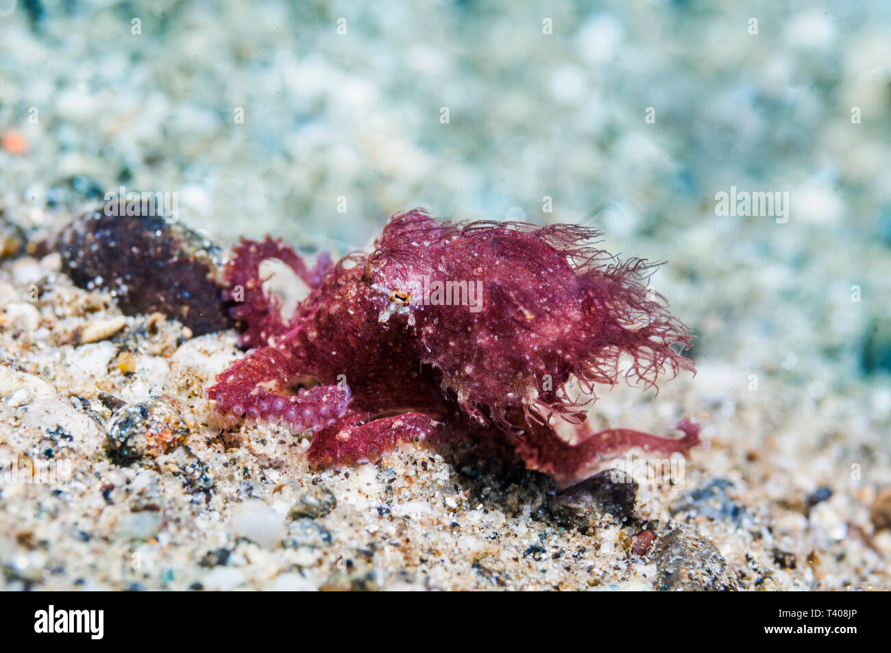 Small hairy octopus, [Octopus sp. currently undescribed] one of the