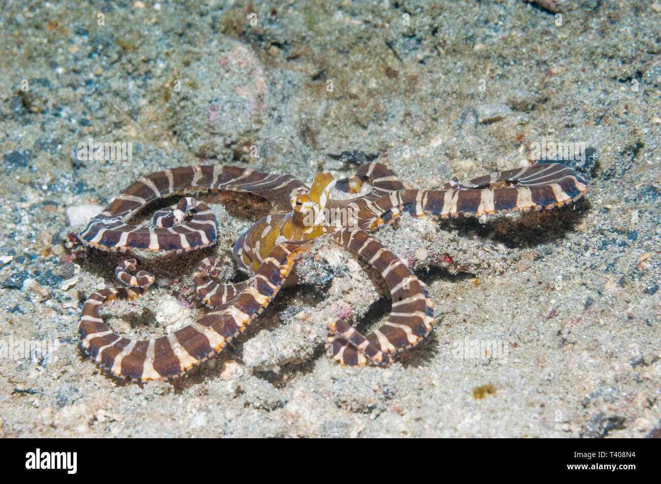 Wonderpus [Wunderpus photogenicus]. Longarmed octopus. Lembeh Strait