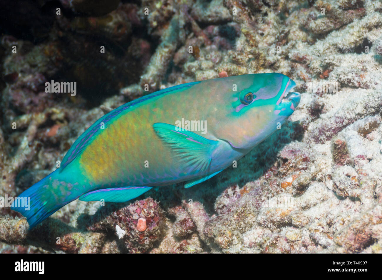 Redlip Parrotfish [Scarus rubroviolaceus].  West Papua, Indonesia.  Indo-West Pacific. Stock Photo