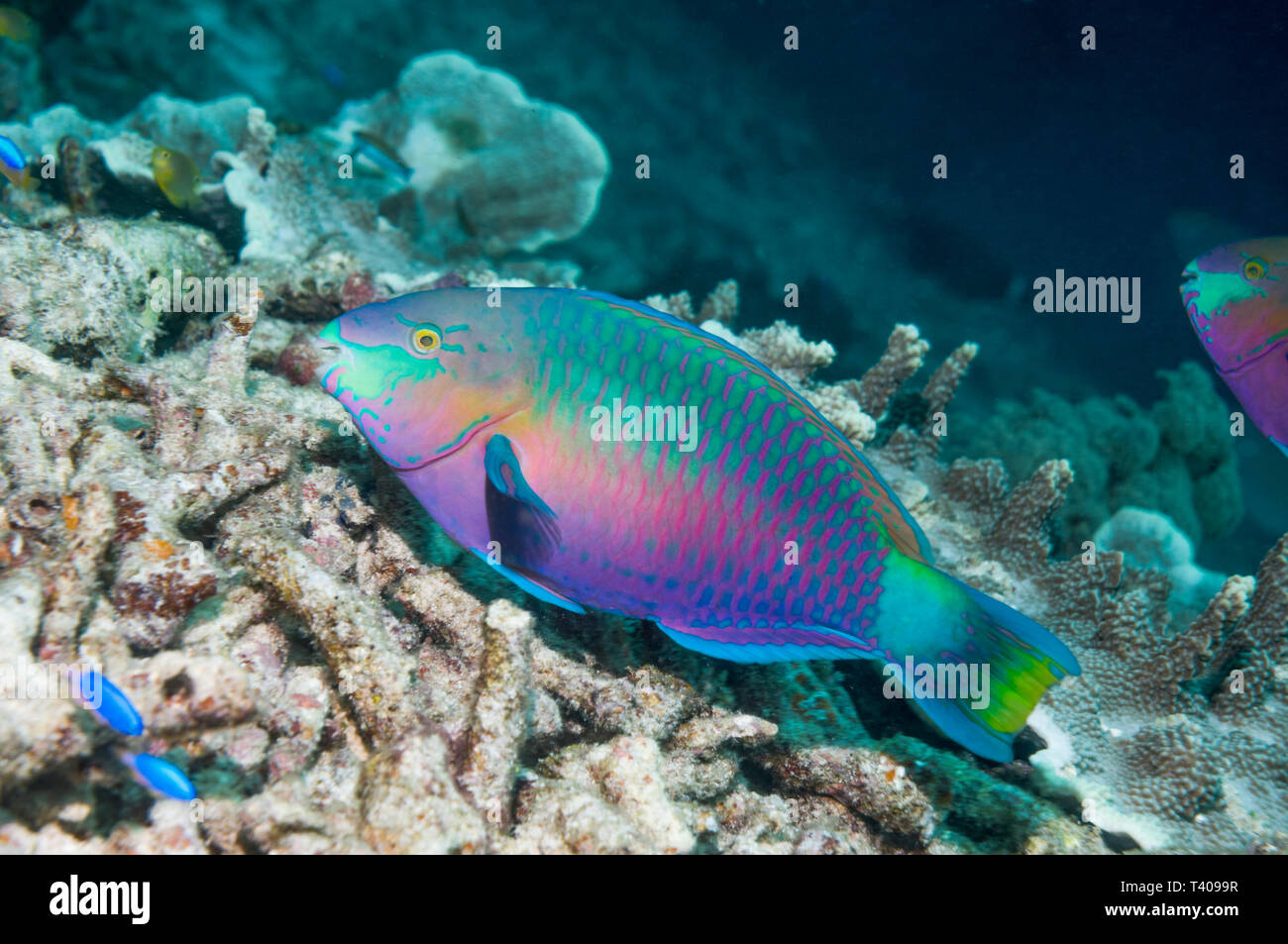 Quoy's parrotfish [Scarus quoyi].  West Papua, Indonesia.  Indo-West Pacific. Stock Photo