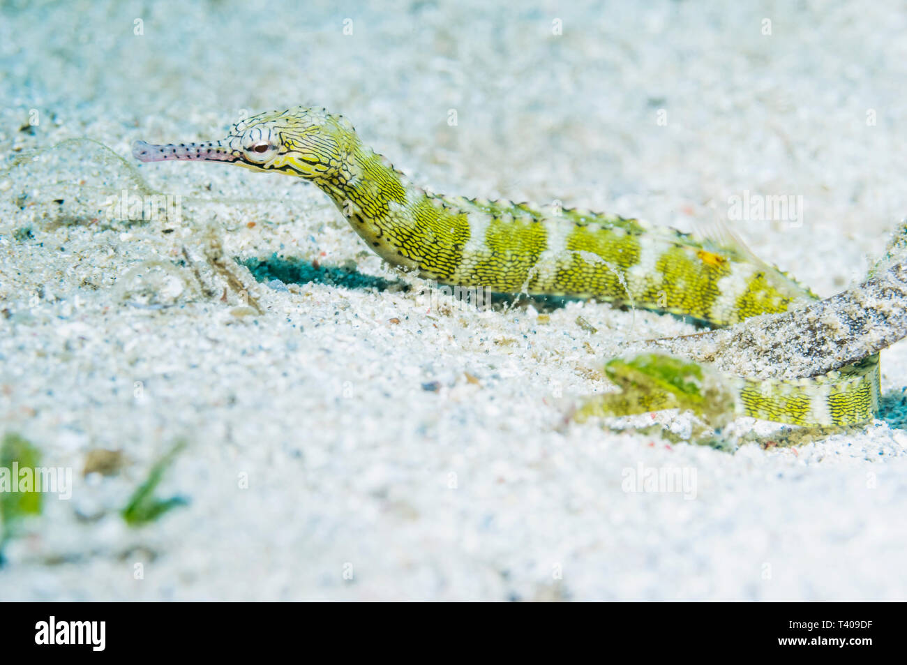 Scribbled Pipefish [Corythoichthys intestinalis].  North Sulawesi, Indonesia.  Indo-West Pacific. Stock Photo