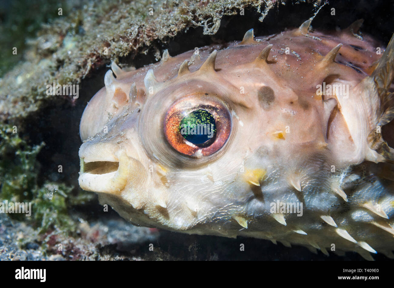 Orbicular Burrfish [Cyclichthys orbicularis].  North Sulawesi, Indonesia.  Indo-West Pacific. Stock Photo