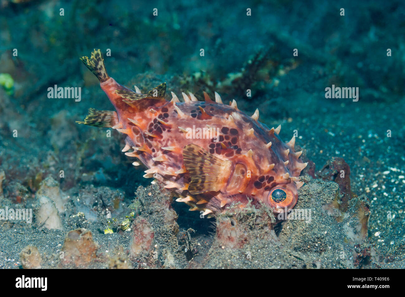 Orbicular burfish [Cyclichthys orbicularis] sheltering on sea bed.  Lembeh Strait, North Sulawesi, Indonesia. Stock Photo
