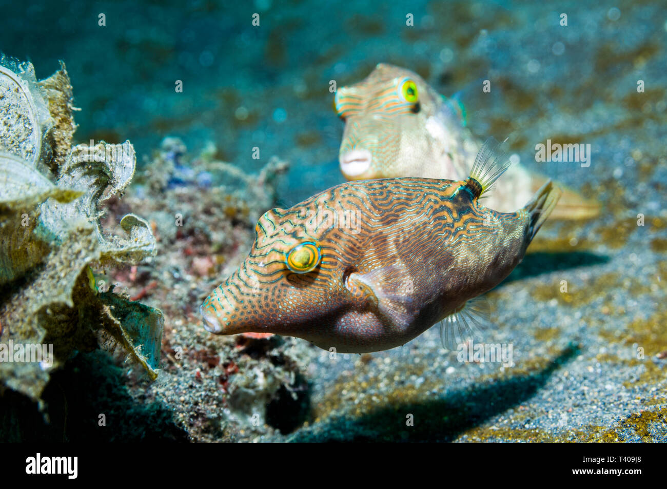 Bennett's toby or pufferfish [Canthigaster bennetti] pair.  Lembeh, Sulawesi, Indonesia. Stock Photo