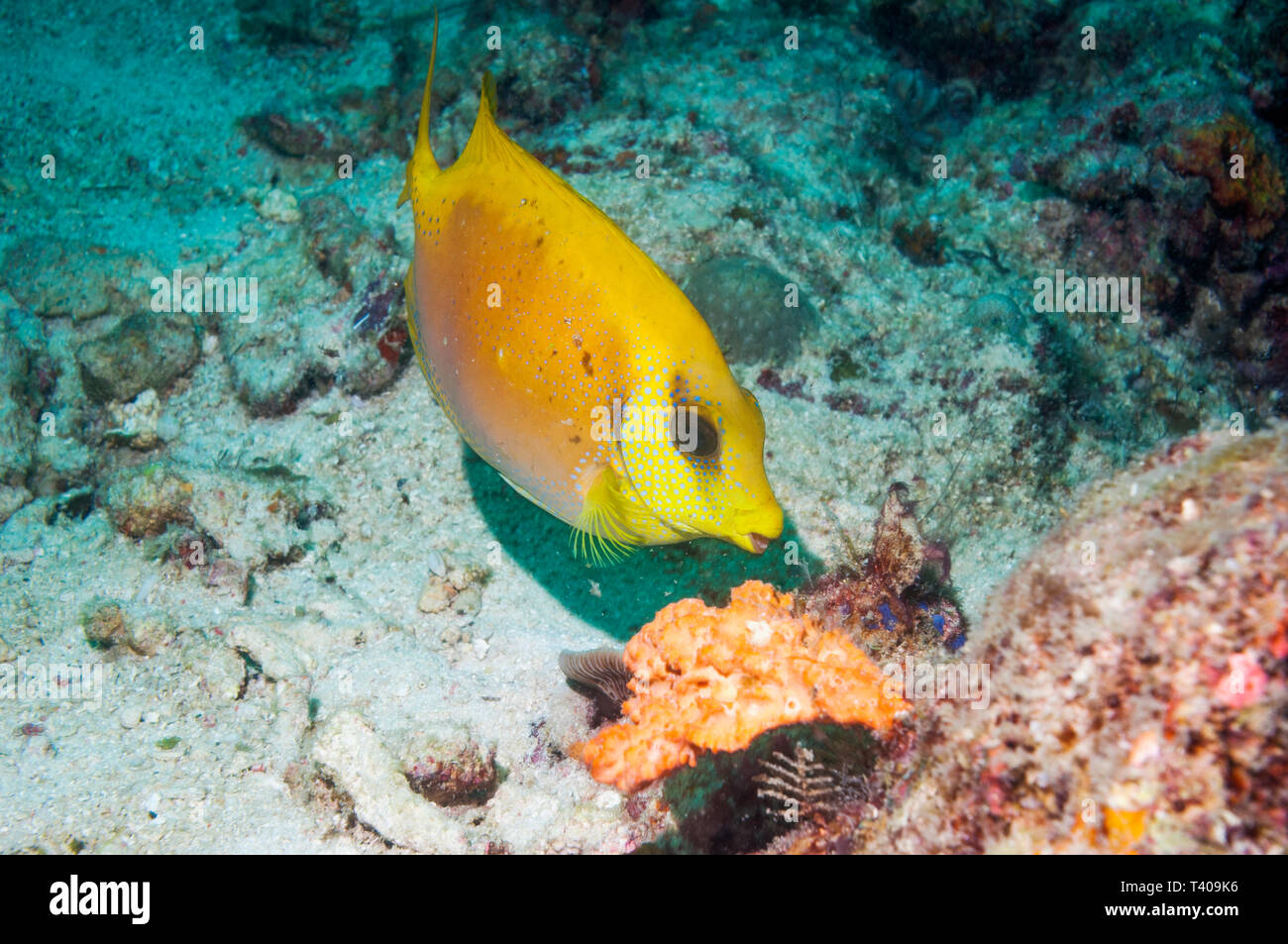 Coral Rabbitfish [Siganus carallinus].   Mabul, Malaysia.  Indo-West Pacific. Stock Photo