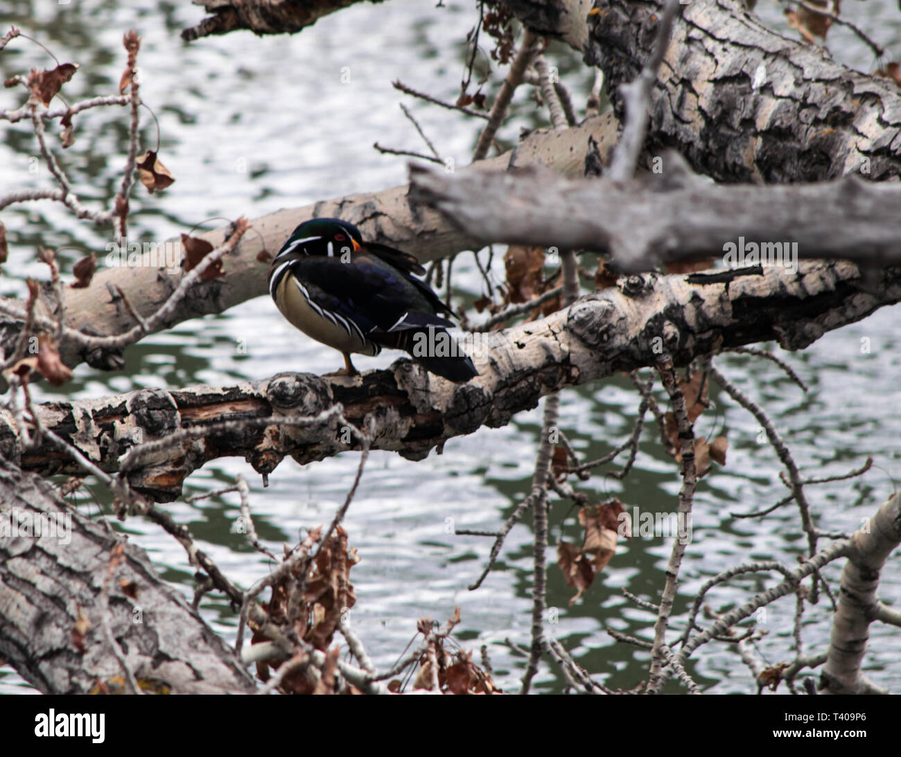 Wood duck on a tree limb Stock Photo Alamy