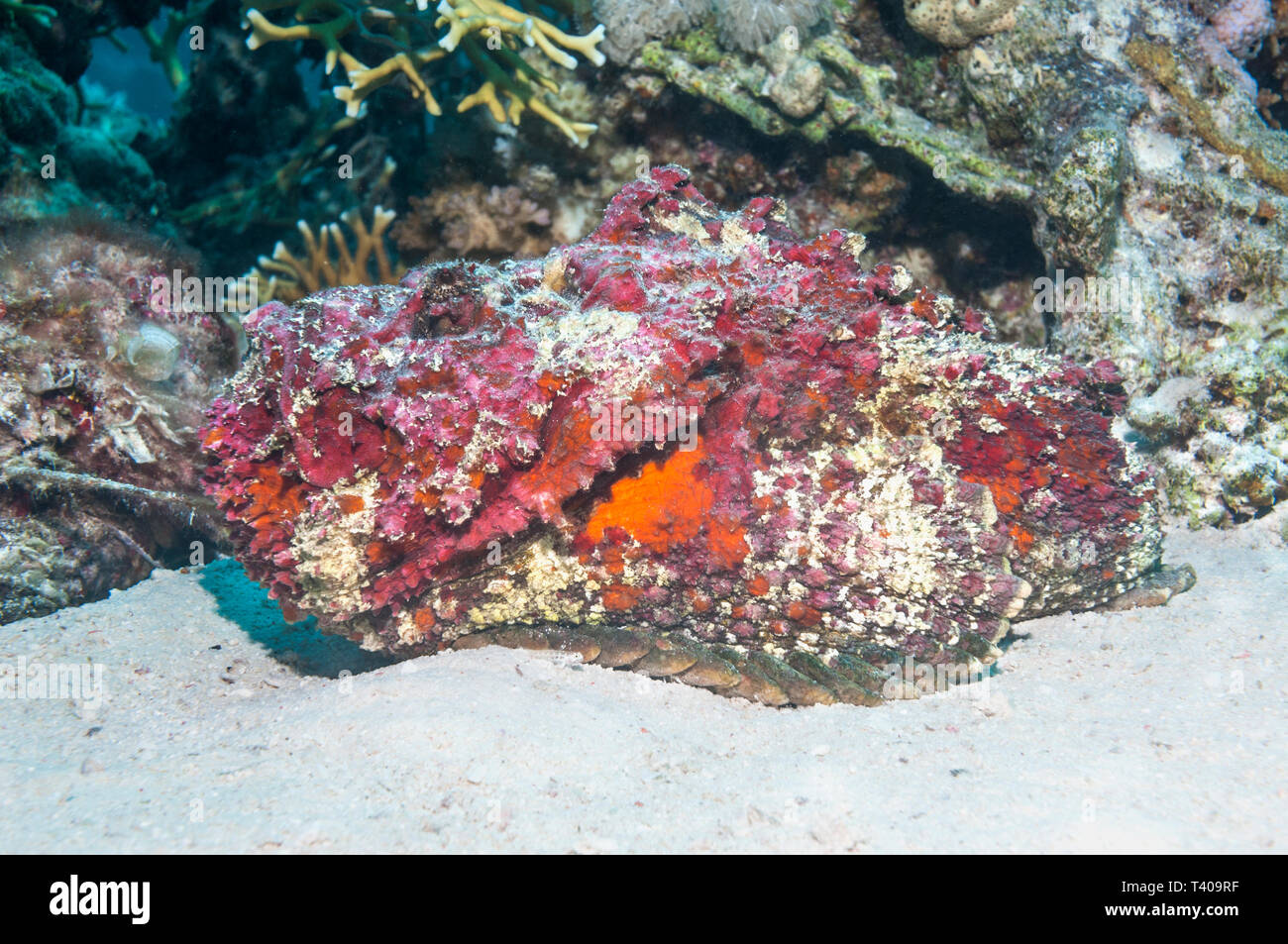 Reef Stonefish [Synanceia verrucosa]. It has shed its skin, showing the red mating colour.  Egypt, Red Sea.  Indo West Pacific. Stock Photo