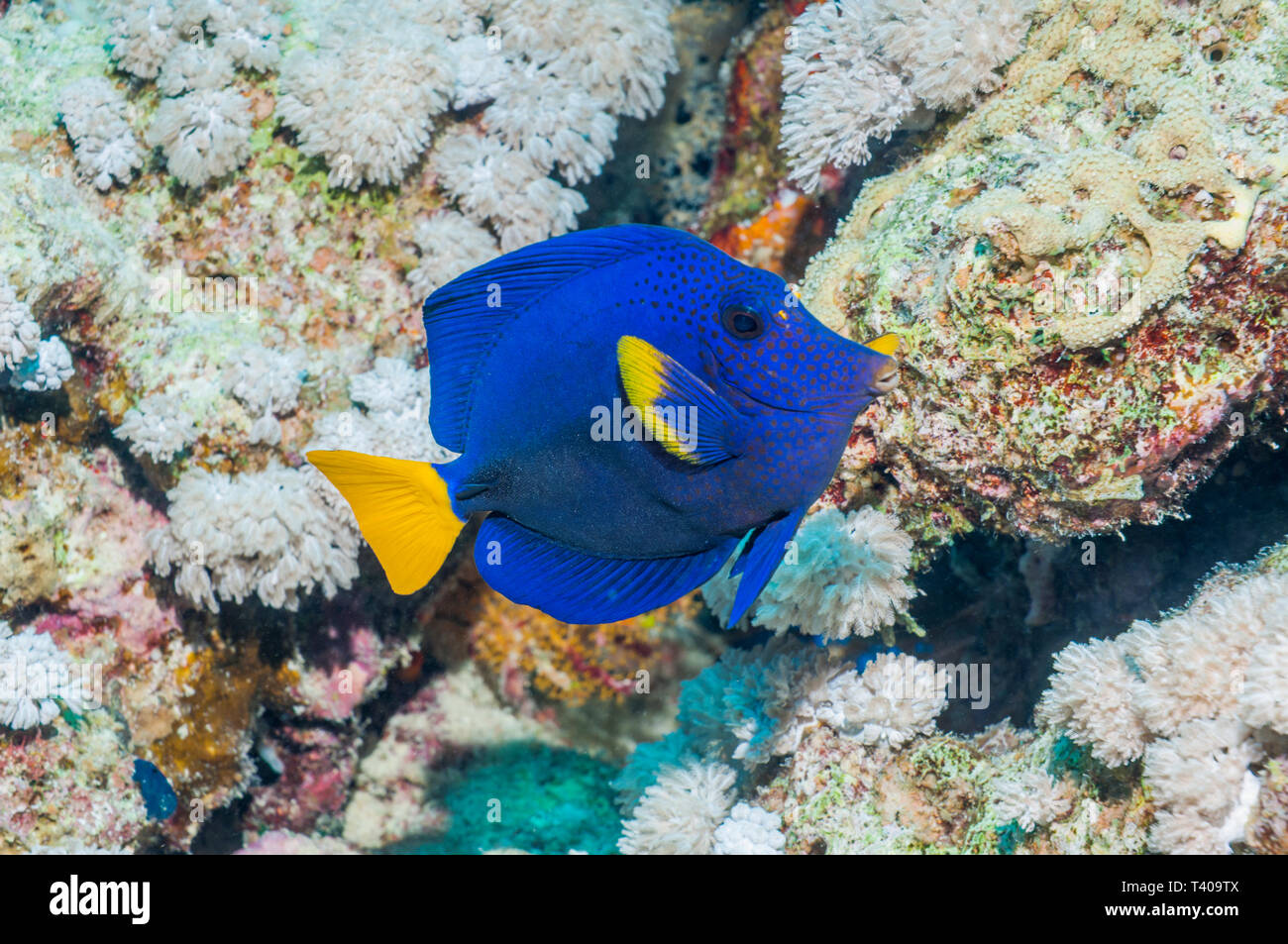 Yellowtail tang or surgeonfish (Zebrasoma xanthurum).  Egypt, Red Sea. Stock Photo