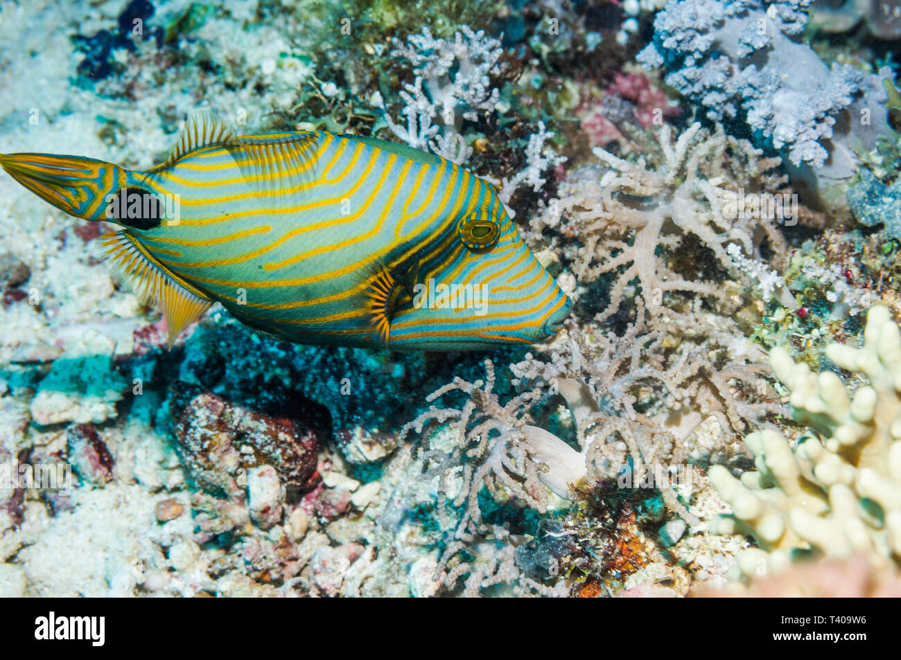Orange-lined Triggerfish [Balistoides undulatus]. West Papua, Indonesia ...