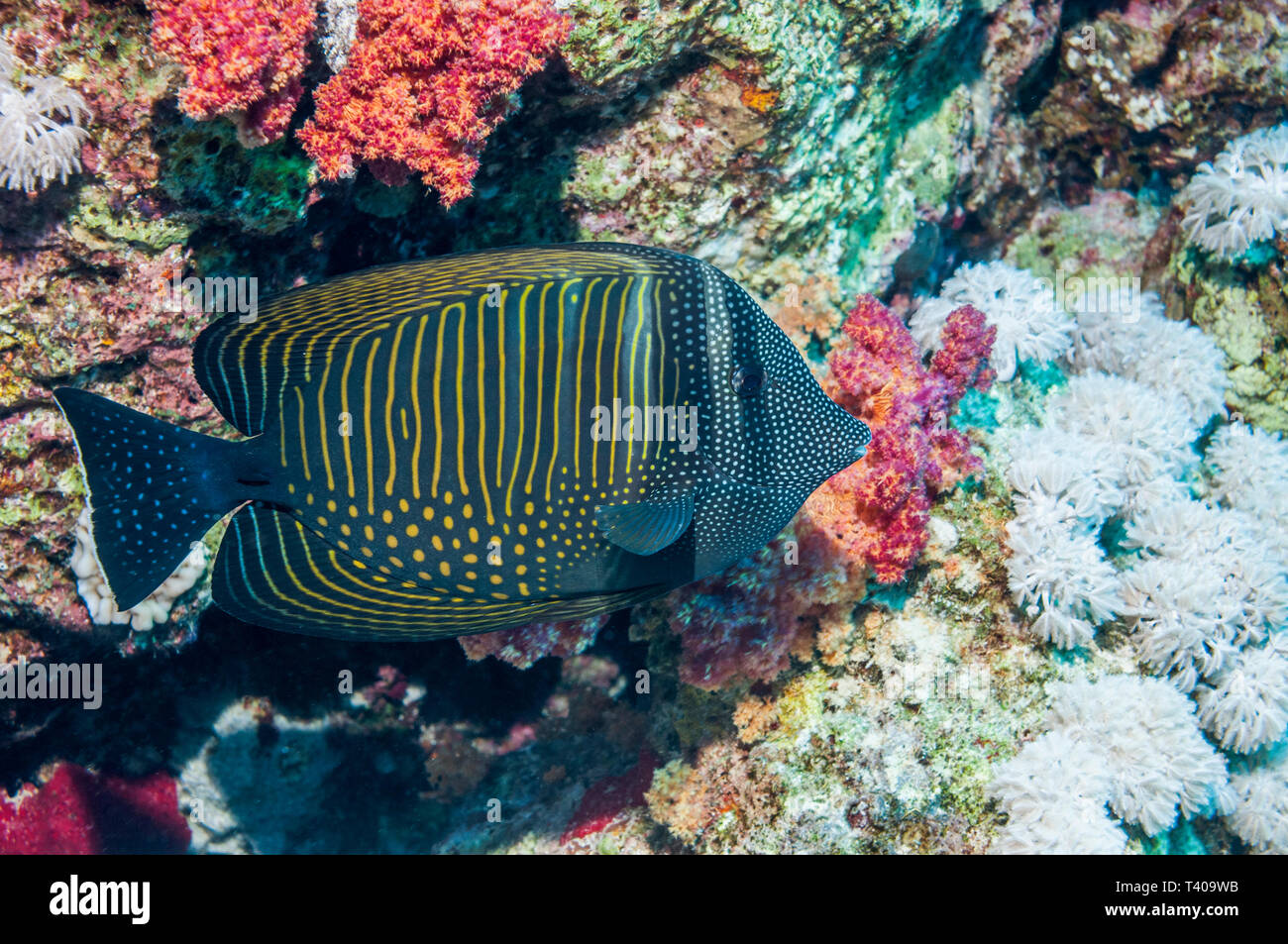 Sailfin Tang [Zebrasoma veliferum].  Egypt, Red Sea.  Oceania, Indian Ocean and the South Pacific. Stock Photo