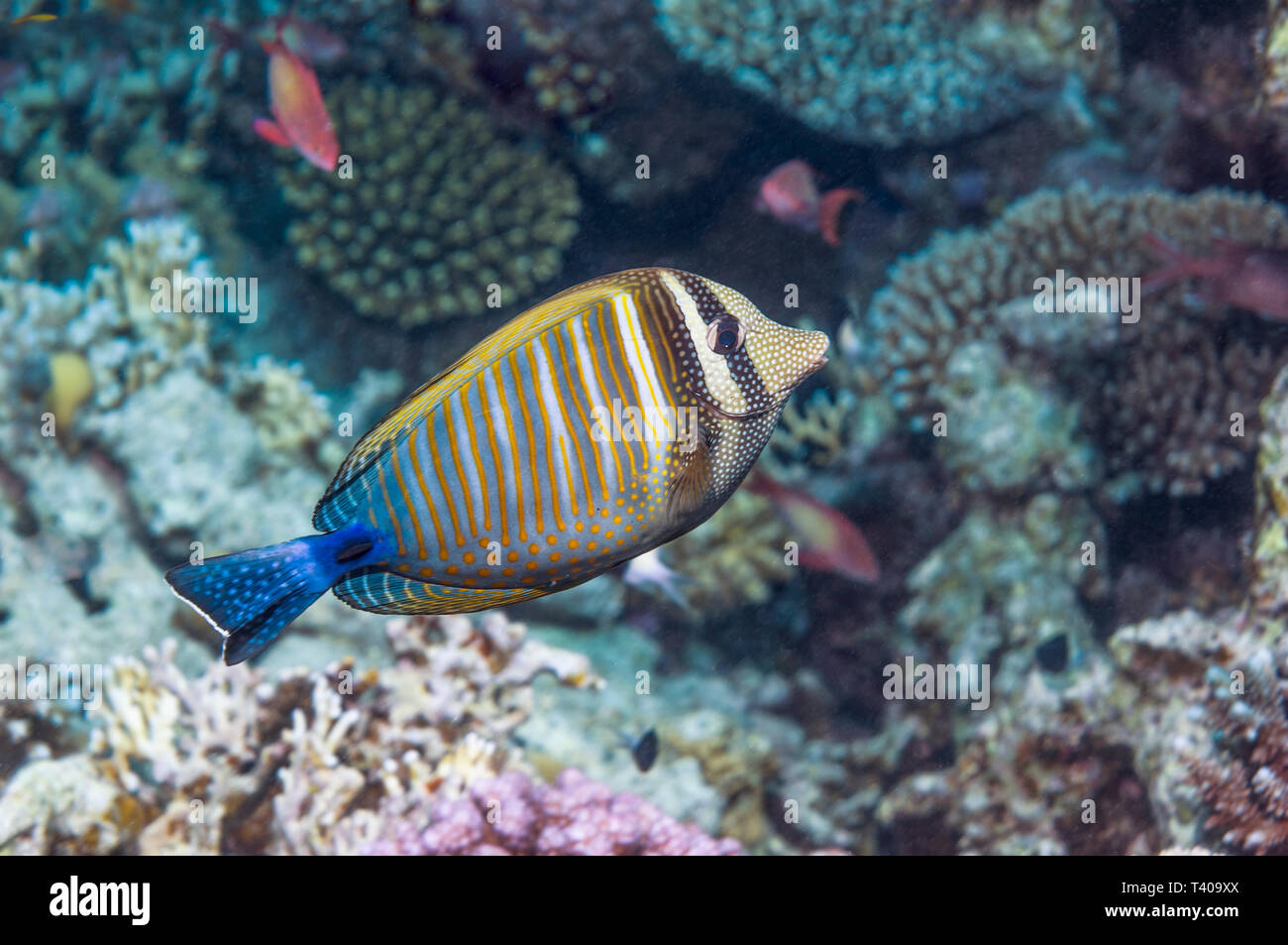 Sailfin Tang [Zebrasoma veliferum].  Egypt, Red Sea.  Oceania, Indian Ocean and the South Pacific. Stock Photo