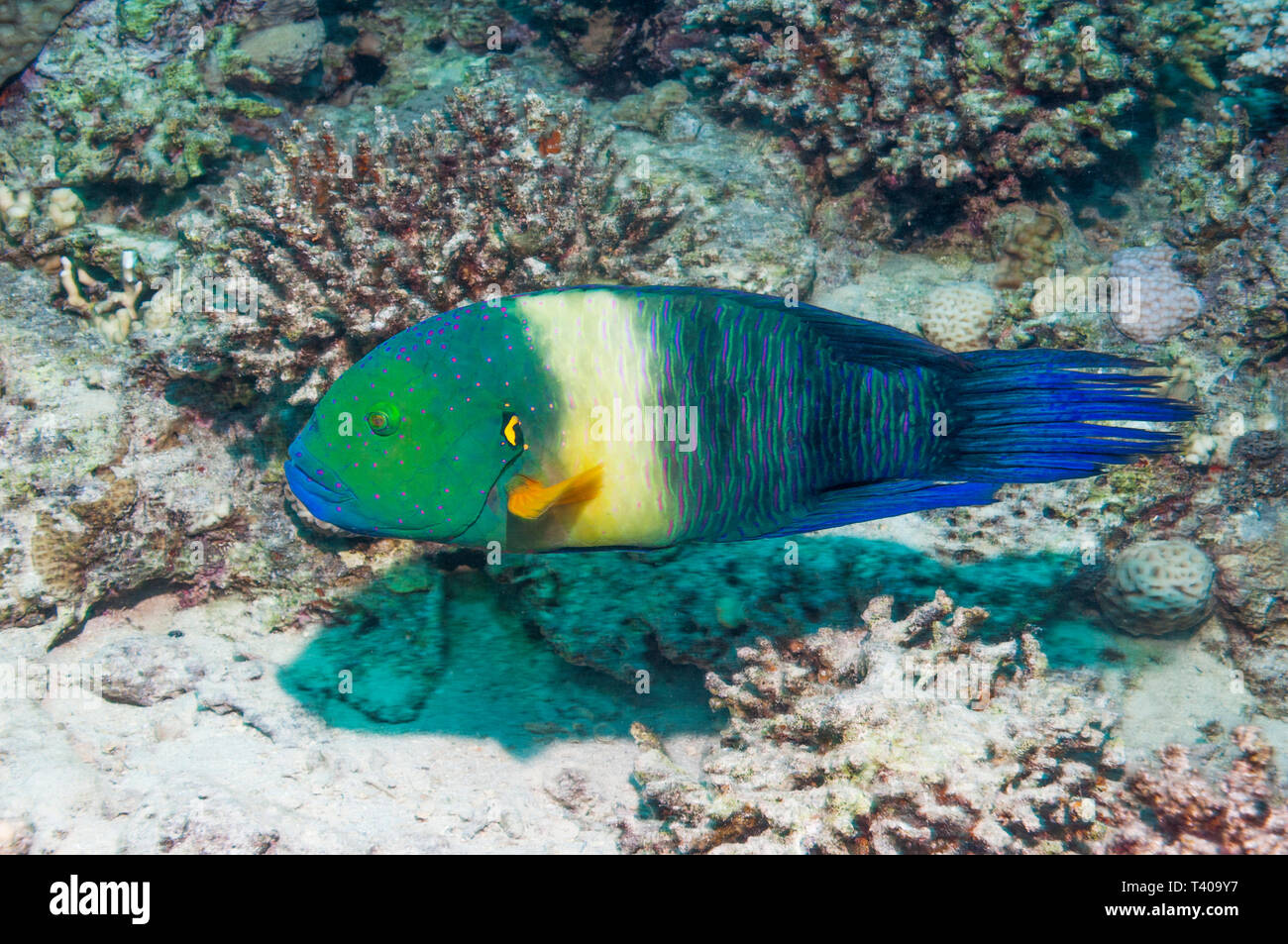 Broomtail wrasse (Cheilinus lunulatus). Egypt, Red Sea Stock Photo - Alamy