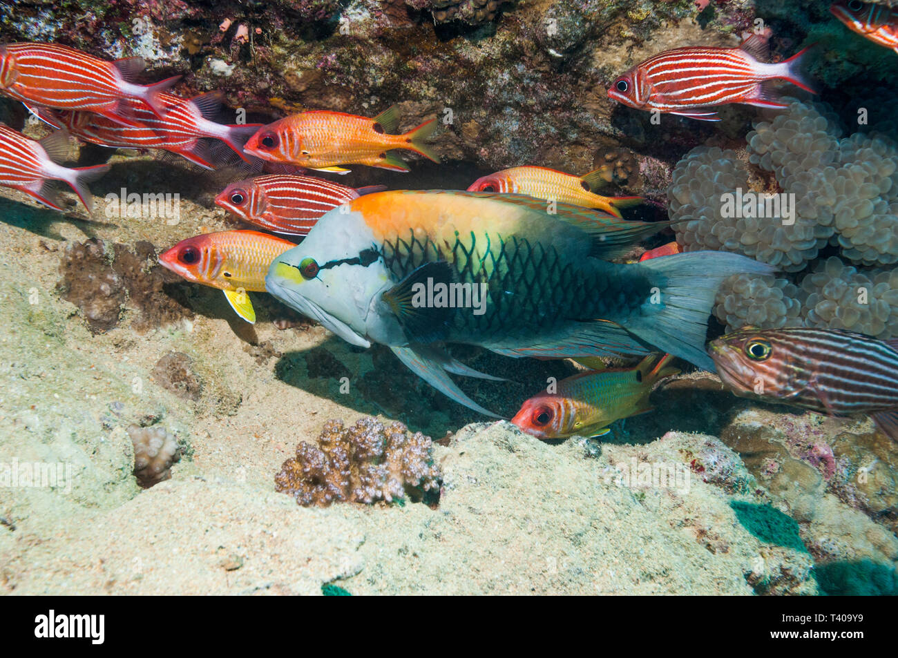 Slingjaw wrasse [Epibulus insidiator], male with Crown squirrelfish [Sargocentron diadema] and Blackspot squirrelfish [Sargocentron marisrubri] a Red  Stock Photo
