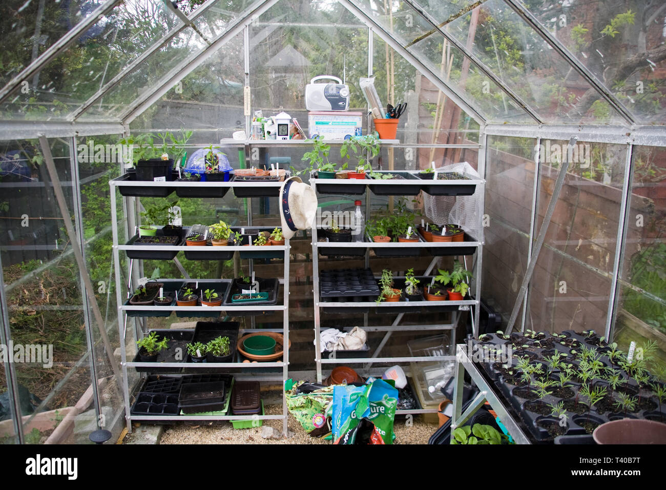 the interior of a greenhouse, packed with young seedlings, in ...