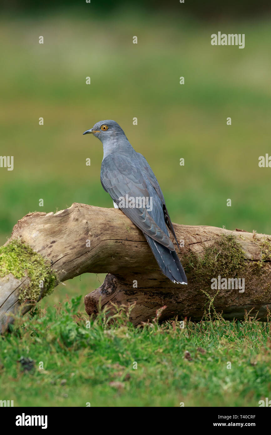 A Common cuckoo on the ground in spring Stock Photo
