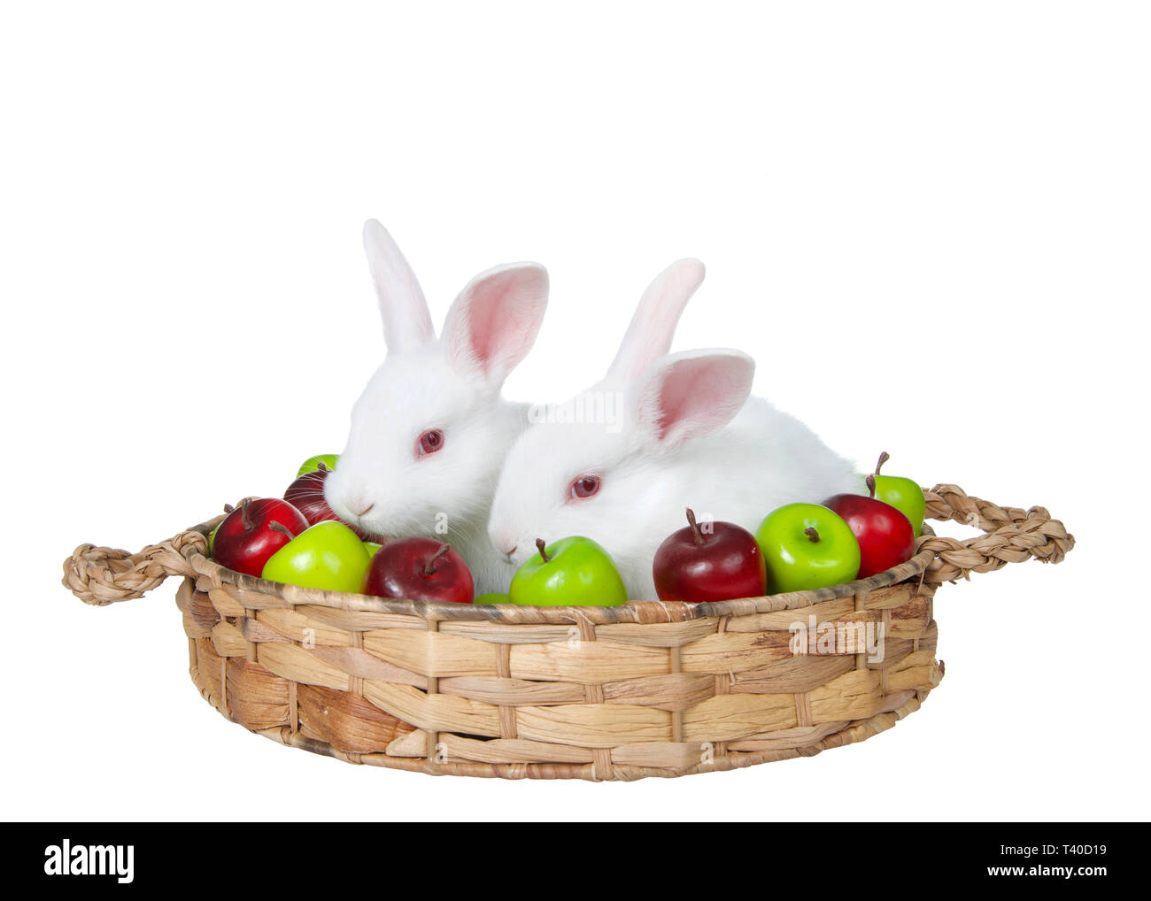 Two adorable baby albino white bunny rabbits sitting in a brown woven basket  with miniature green and red apples. Autumn harvest scene, isolated on wh  Stock Photo - Alamy