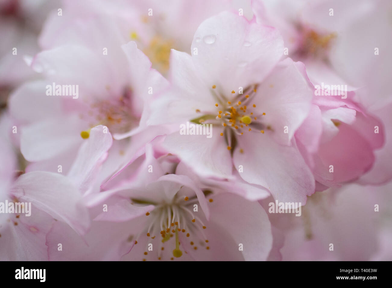 Cherry tree blossoms in spring - prunus rosaceae blossom closeup -flowering trees blooming with pink and white flowers - cherry tree blossom close up Stock Photo