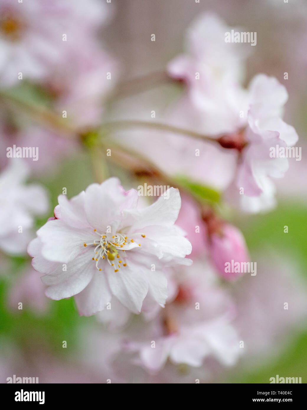 Cherry tree blossoms in spring - prunus rosaceae blossom close up -flowering trees blooming with pink and white flowers - cherry tree blossom close up Stock Photo