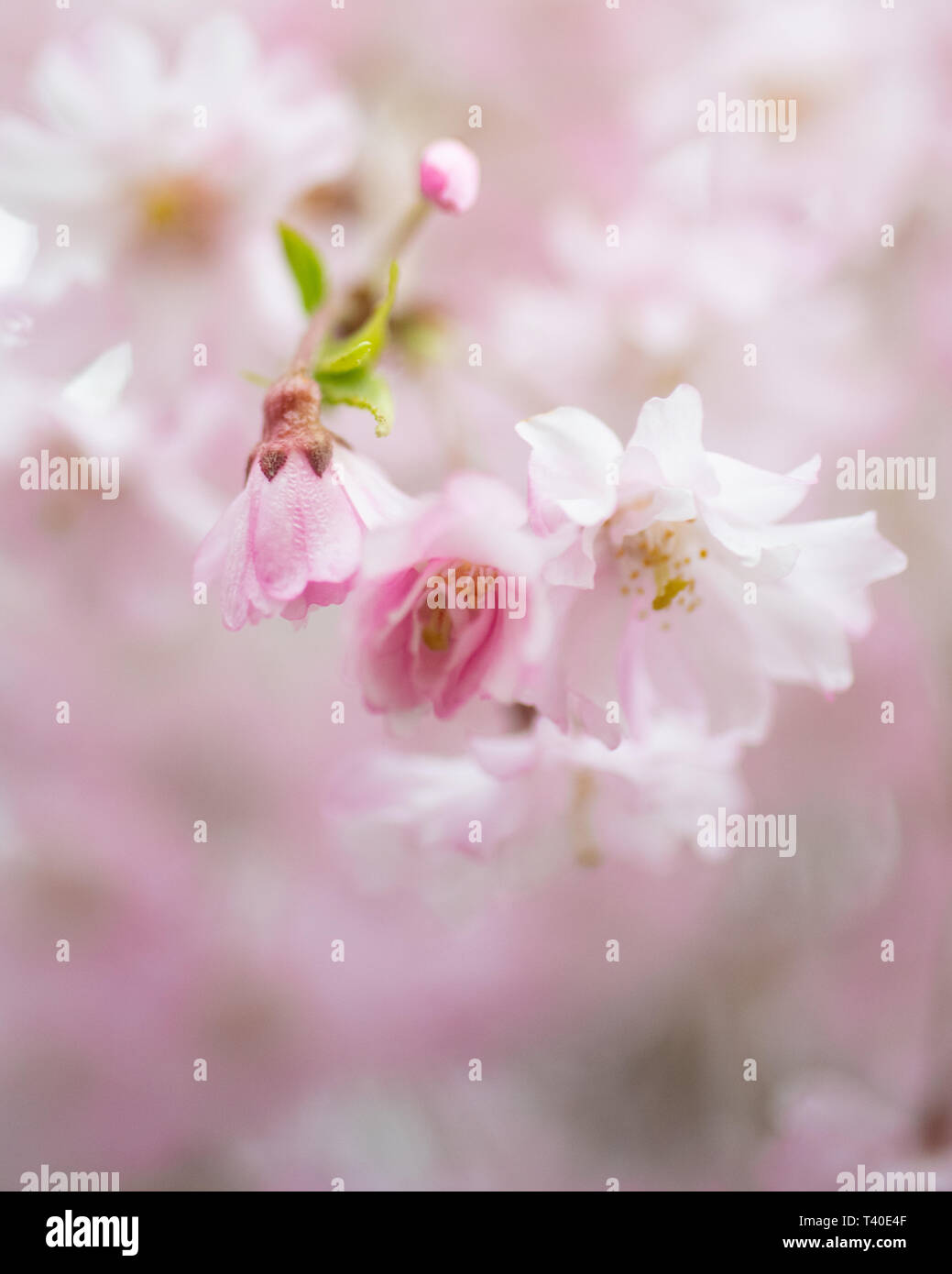 Cherry tree blossoms in spring - prunus rosaceae blossom close up -flowering trees blooming with pink and white flowers - cherry tree blossom close up Stock Photo