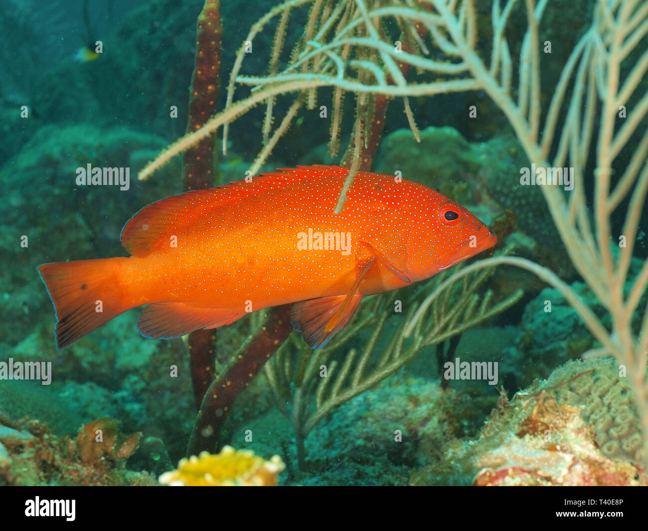Orange fish undersea hires stock photography and images Alamy