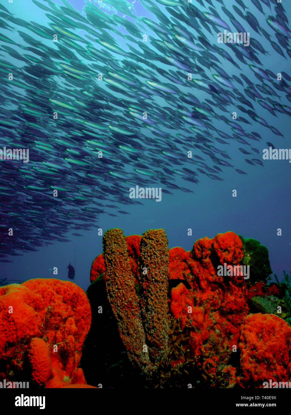 underwater reef -Los Roques. Venezuela Stock Photo