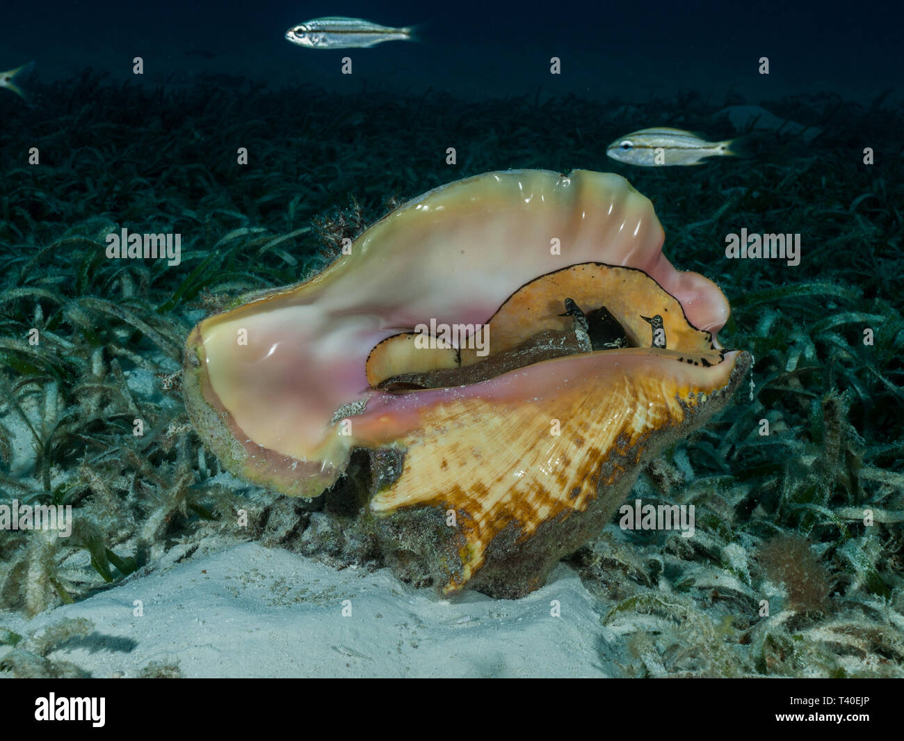 Queen conch an the seafloor with turtle grass. Stock Photo