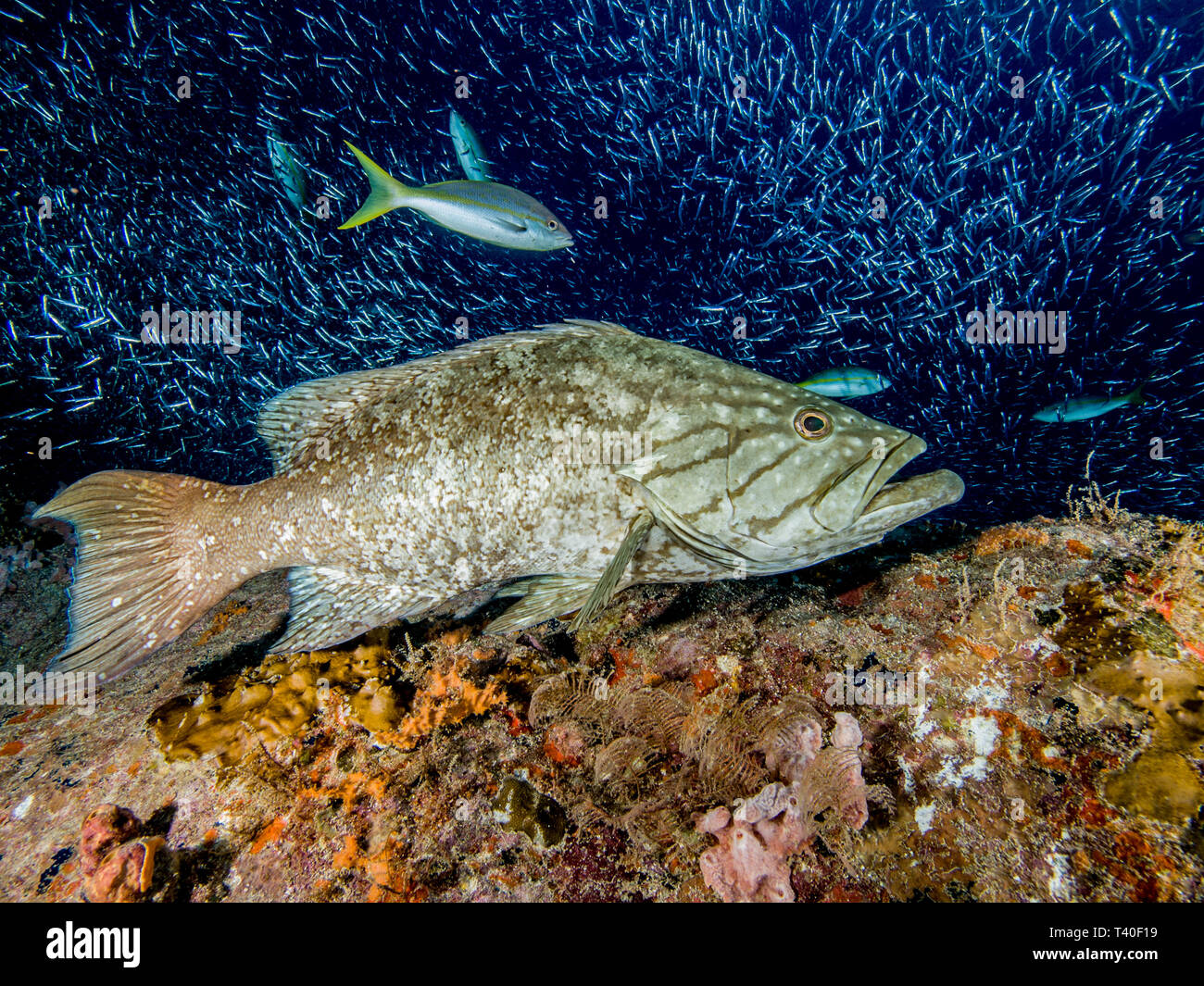Mycteroperca acutirostris los roques venezuela Stock Photo Alamy