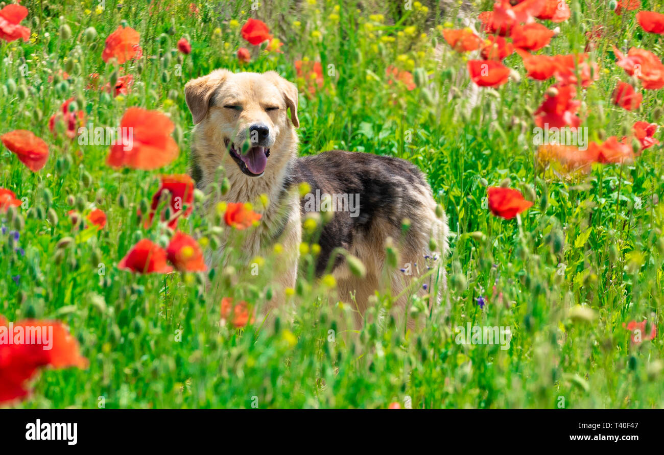 Labrador malinois hi-res stock photography and images - Alamy
