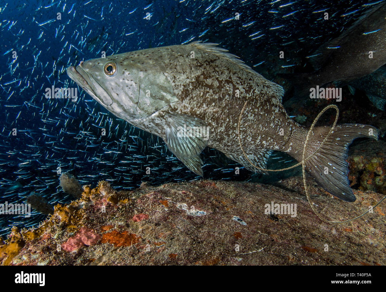 Aggregation Animals Stock Photos & Aggregation Animals Stock Images - Alamy