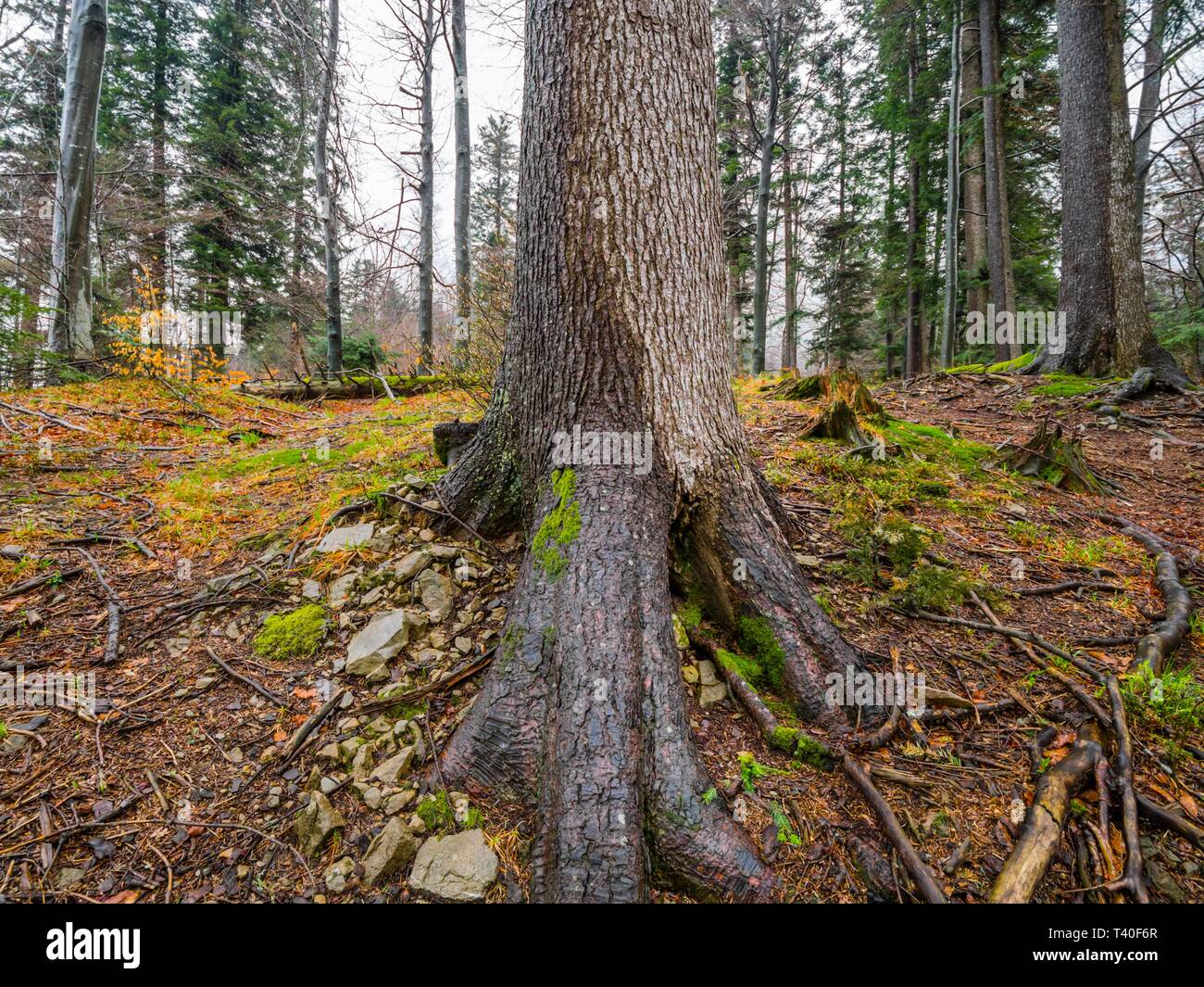 Exposed tree roots above the ground hi-res stock photography and images ...
