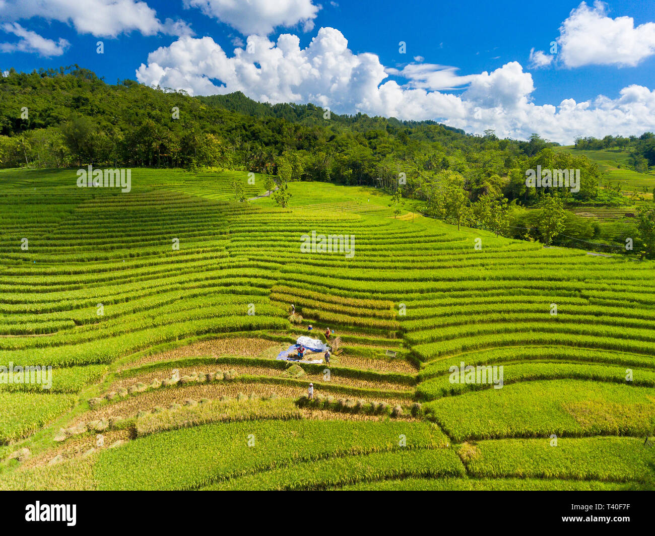 Beautiful landscape of paddy rice fields with some farmers harvesting Stock Photo