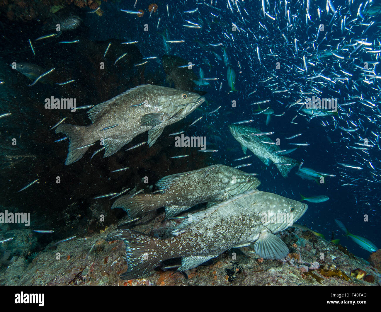 Mycteroperca acutirostris los roques venezuela Stock Photo Alamy