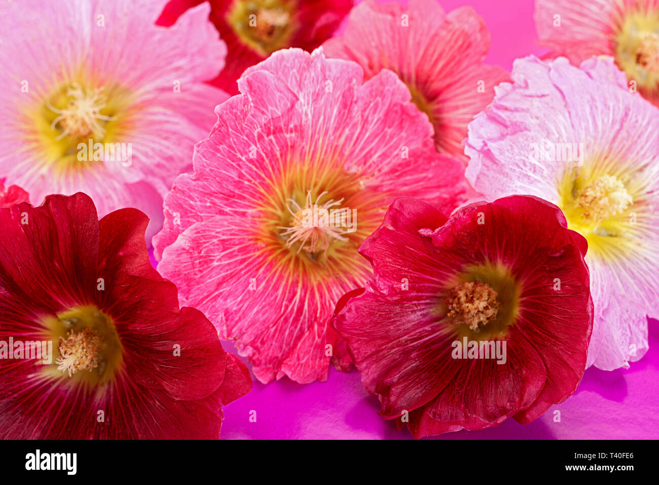 Mallow flower head closeup isolated on white background Stock Photo - Alamy