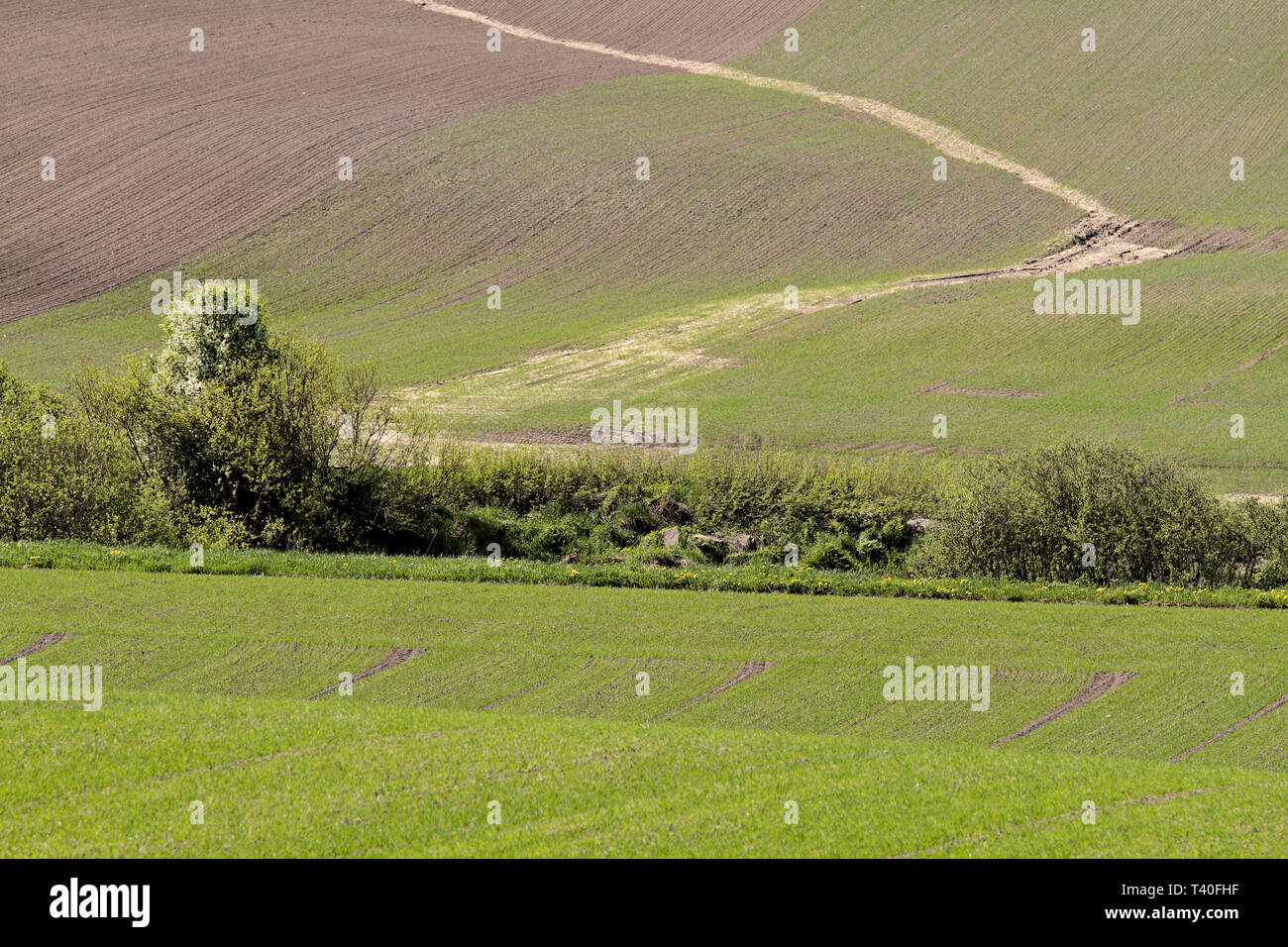 A springlike field with bushes blooming in white Stock Photo