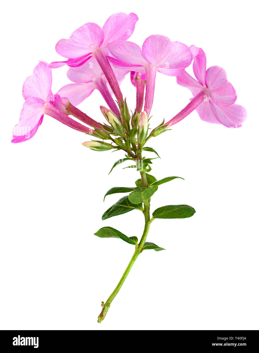 Phlox flower closeup isolated on white background Stock Photo
