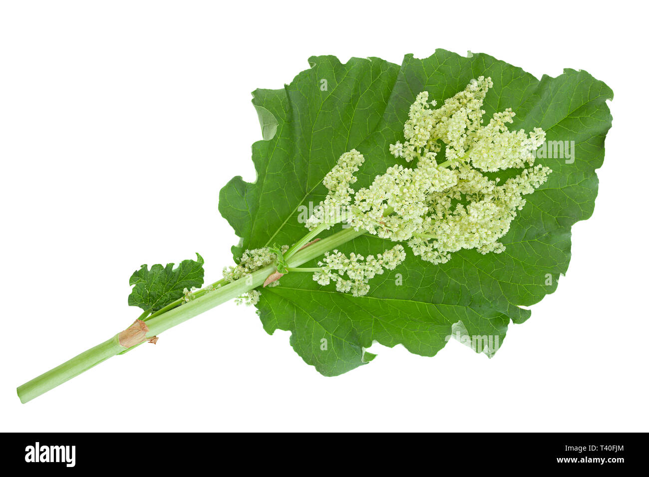 Blossom pieplant with big leaf isolated on white background Stock Photo