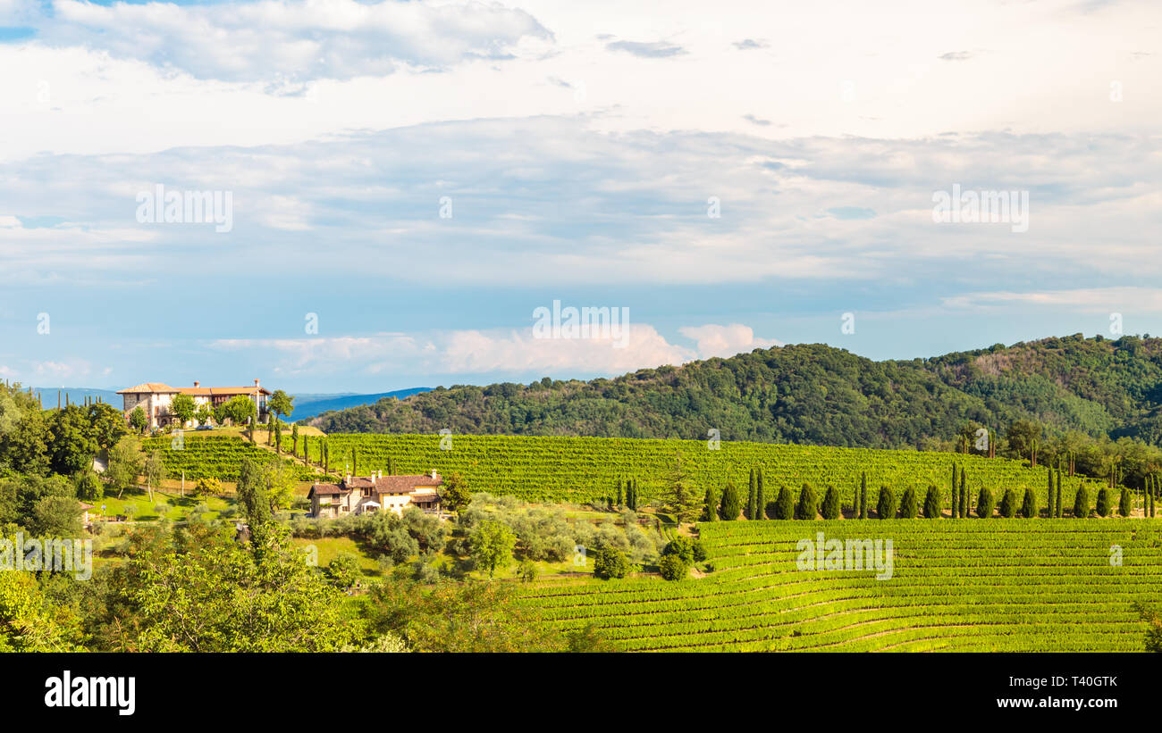 Italy slovenia border vineyard hi-res stock photography and images - Alamy