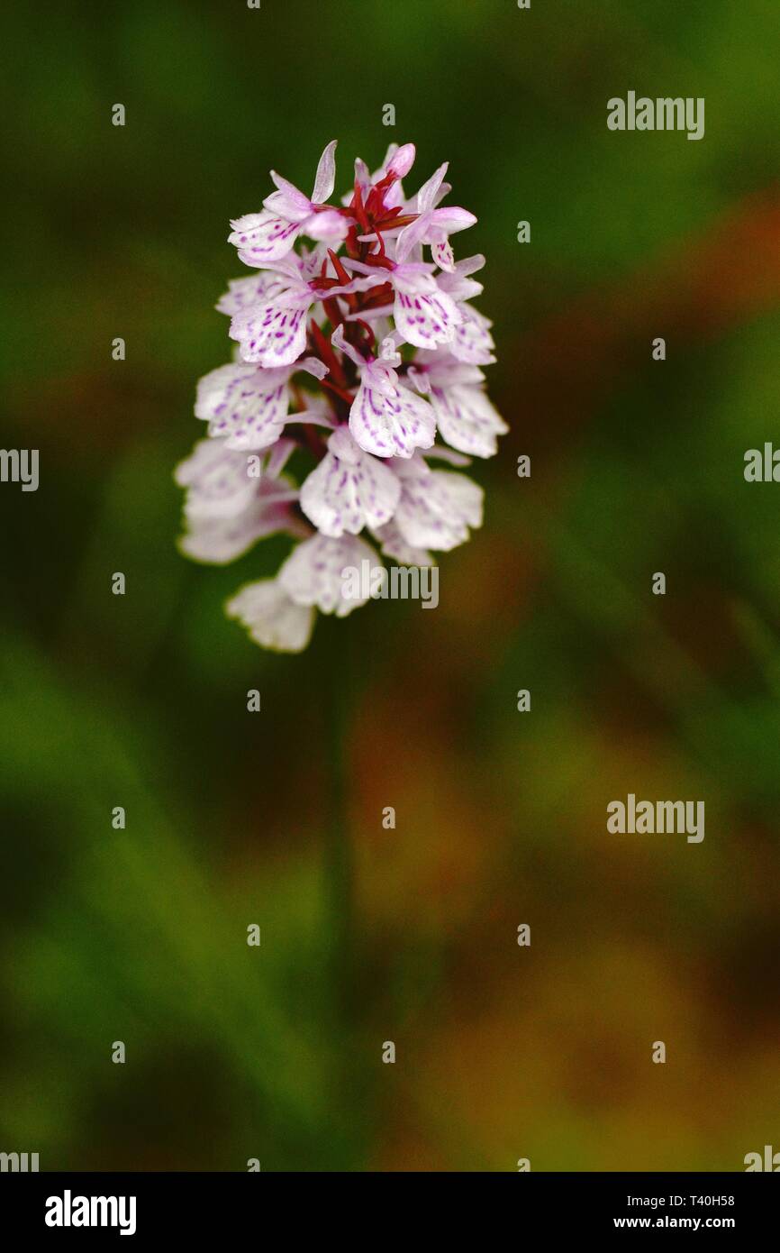 Moorland Spotted Orchid, Dactylorhiza maculata grow in forest with natural background, wallpaper natural closeup macro, postcard beauty and agricultur Stock Photo