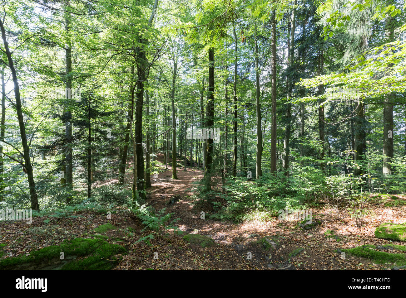 Baernloch-Wanderweg Stock Photo